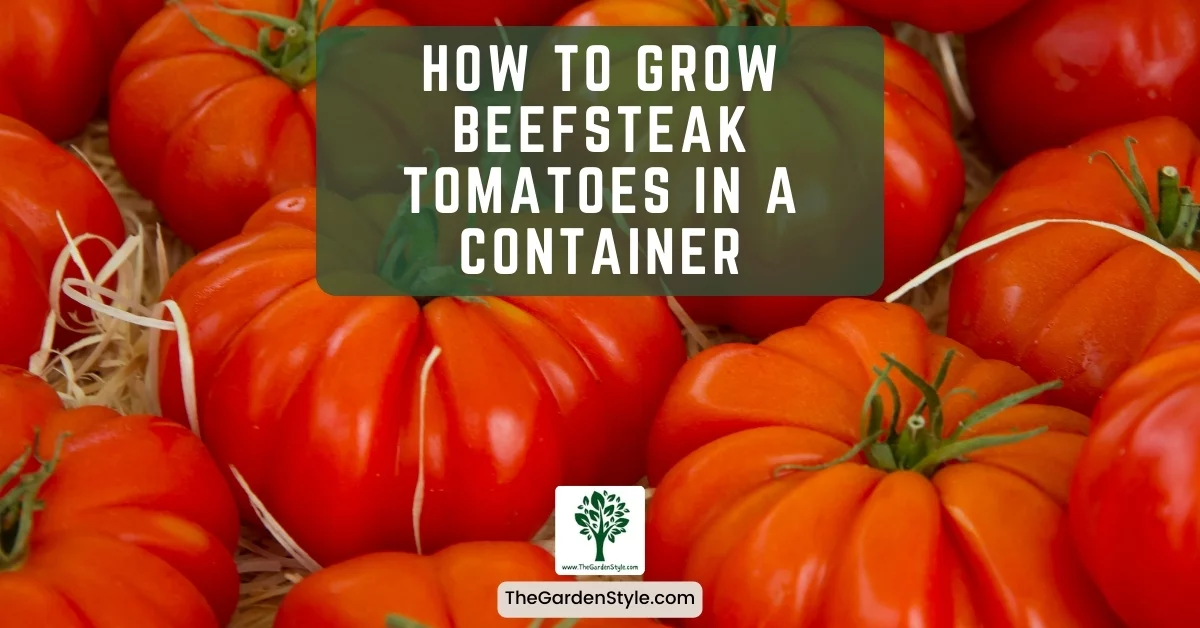 how to grow beefsteak tomatoes in a container gardening guide