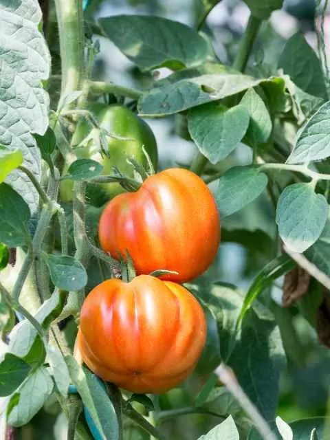 varieties of beefsteak tomatoes