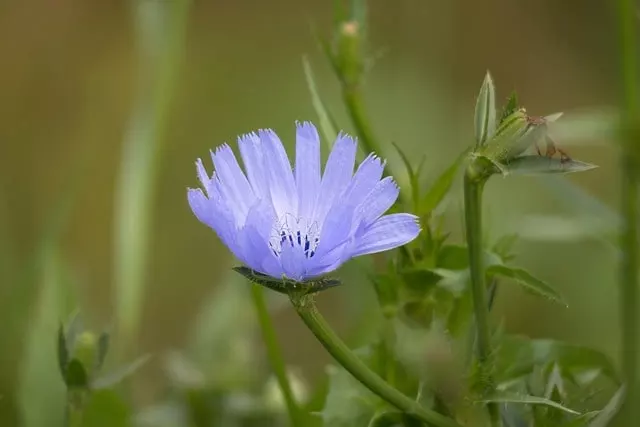 chicory plants to grow for chickens