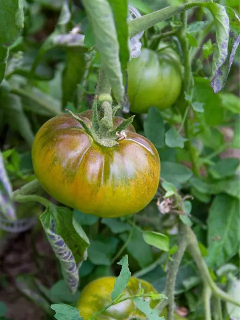 how tall do black krim tomatoes grow