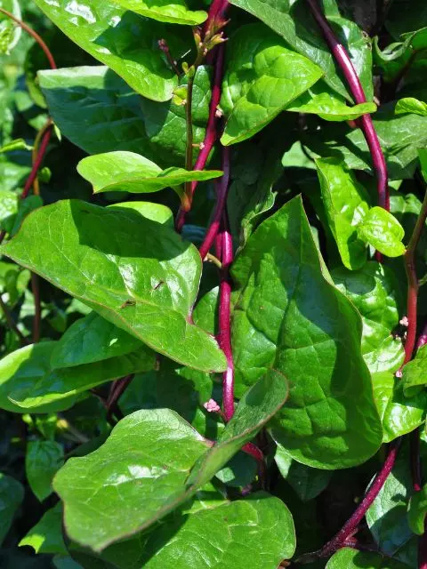 malabar spinach vine trellis