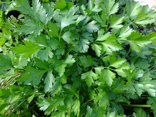 parsley food for chickens 