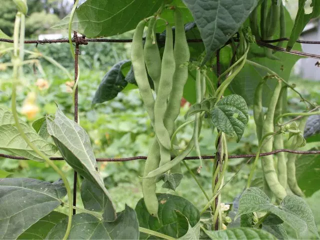 pole beans on a trelli vegetables grow on a trelli