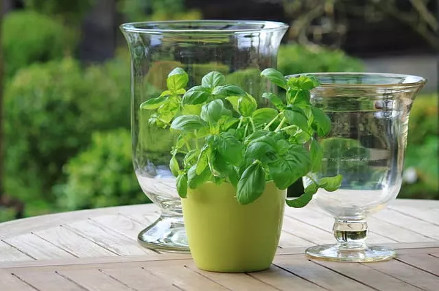 potted basil keep away bees