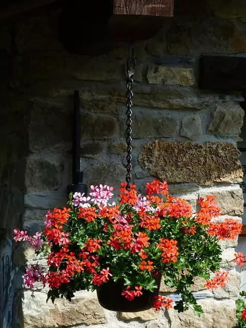 red geraniums keep wasps and bees away