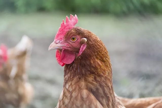 what plants to grow for chickens