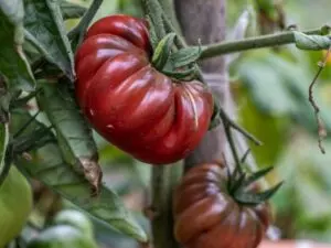 when to harvest black krim tomatoes guide