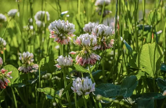 white clover food for chickens