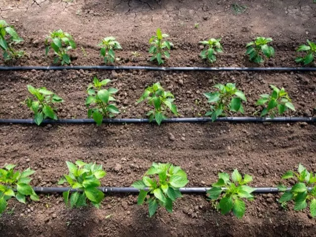 advantages of drip irrigation systems