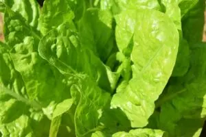 fertilizer for spinach how and when to fertilize