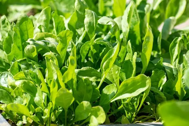 how to fertilize spinach