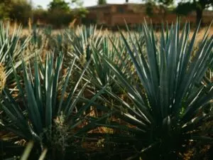 is agave a fruit agave enigma unveiled