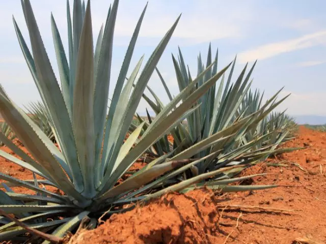 is agave a fruit