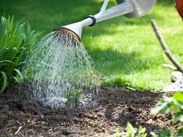nematodes to get rid of ants in a garden bed