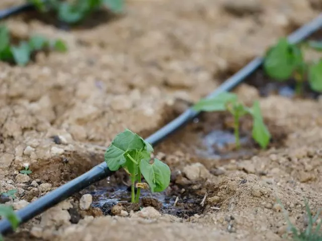 what is drip irrigation