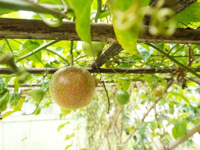 what kind of fertilizer for passion fruit