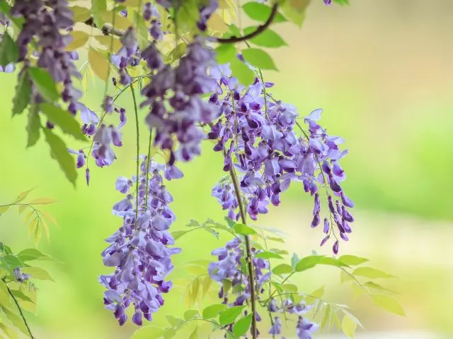 what kind of fertilizer for wisteria