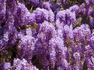 wisteria fertilizer how and when to fertilize