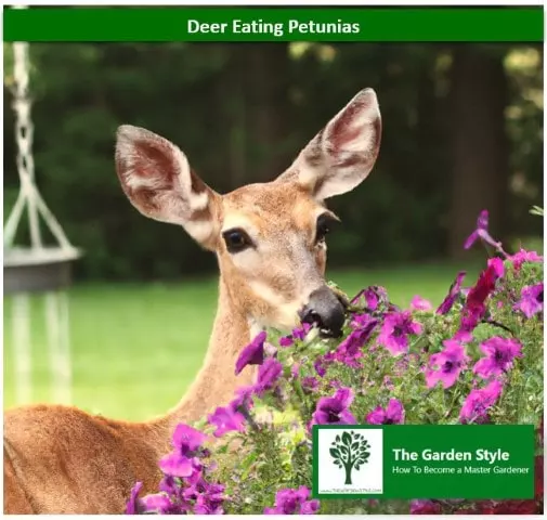 are petunias deer resistant