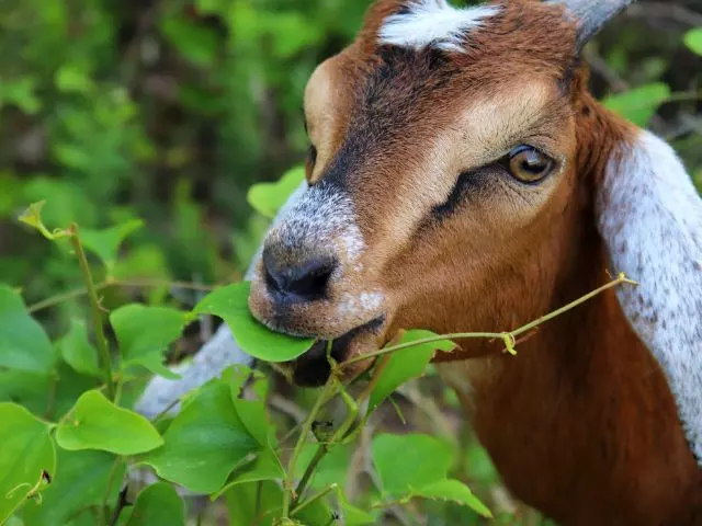 can goats eat tomato plants