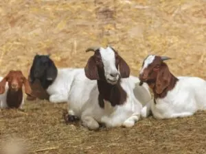 can goats eat tomatoes reduce animal feed costs