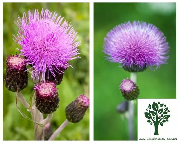 canada thistle cirsium arvense weeds with purple flowers