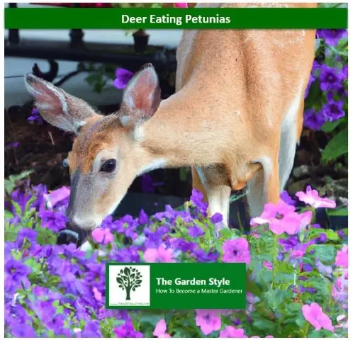 do deer eat petunias