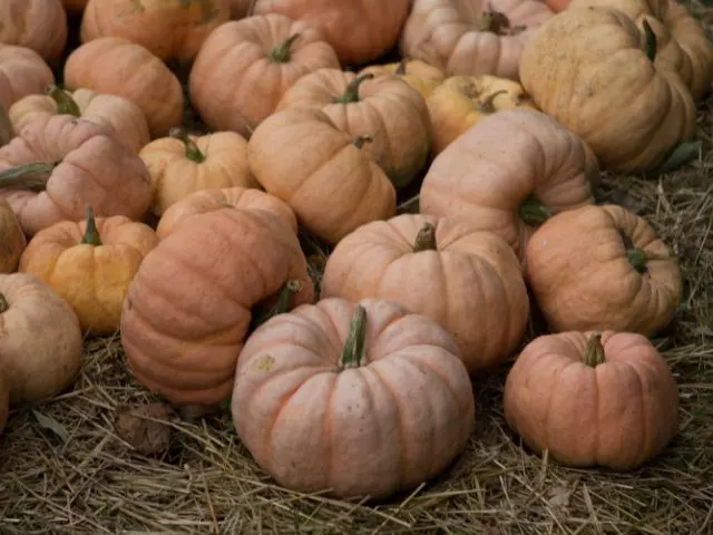 fairytale pumpkin flavor uses and growing tips