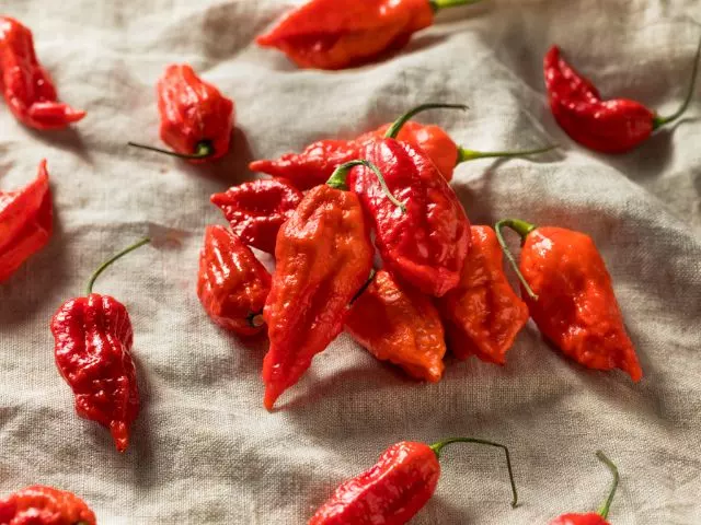 how many ghost peppers does a plant produce