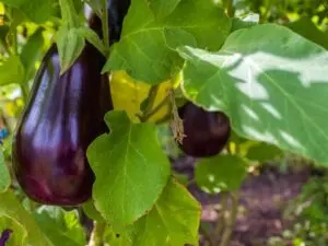 how often to water eggplant guide