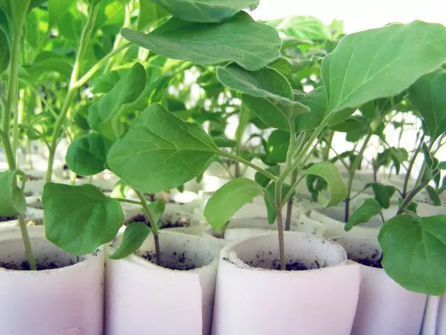 how often to water eggplant seedlings