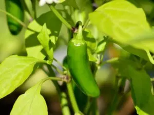 how often to water jalapeno plants in pots guide