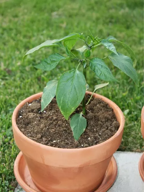 how often to water jalapeno plants in pots