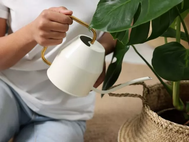 how often to water monstera in summer