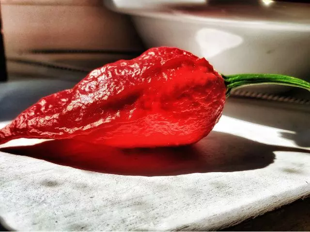 how to pick ghost peppers