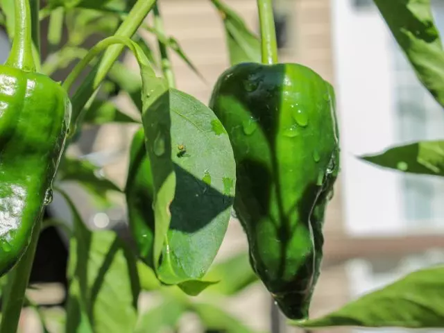 how and when to harvest poblano peppers