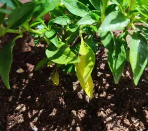 pepper plant leaves turning yellow
