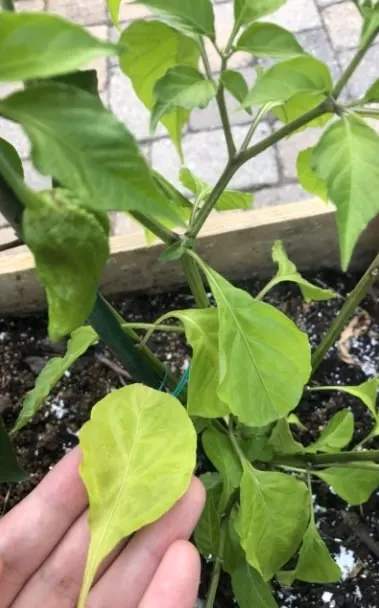 pepper plant leaves turning yellow due to diseases
