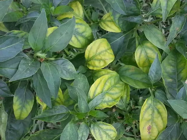 pepper plant leaves turning yellow due to much chlorine