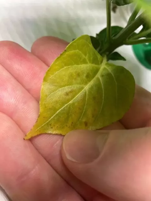 pepper plant leaves turning yellow due to watering stress