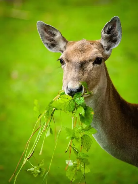 protect petunias and keep deer out
