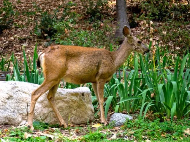 protect zinnias and keep deer out