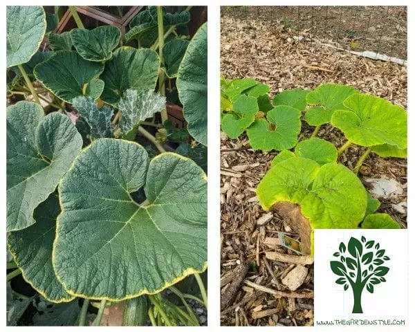 pumpkin leaves turning yellow due to lack of nutrients