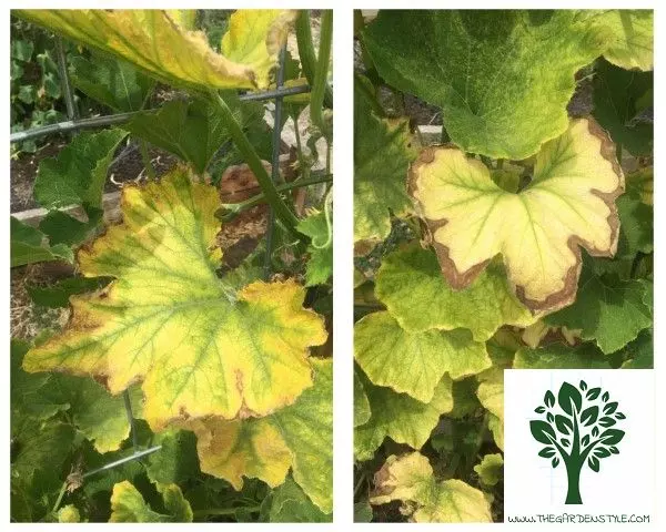 pumpkin leaves turning yellow due to overexposure to light