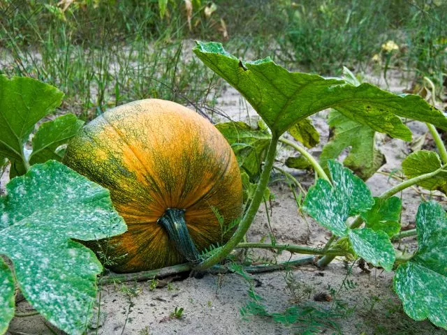 pumpkin leaves yellowing and dying due to natural aging