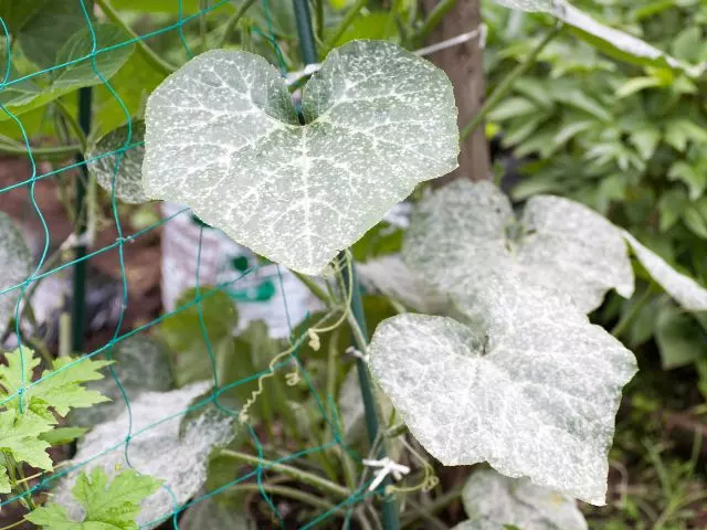 pumpkin leaves yellowing and dying due to powdery mildew