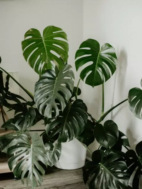 signs of an overwatered monstera