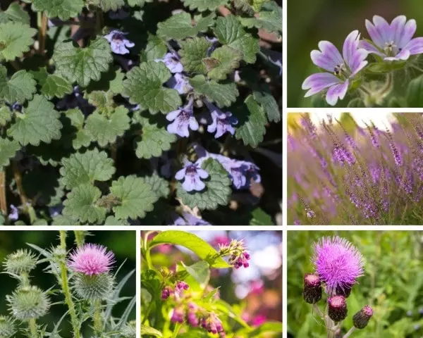 weeds with purple flowers complete guide for identification