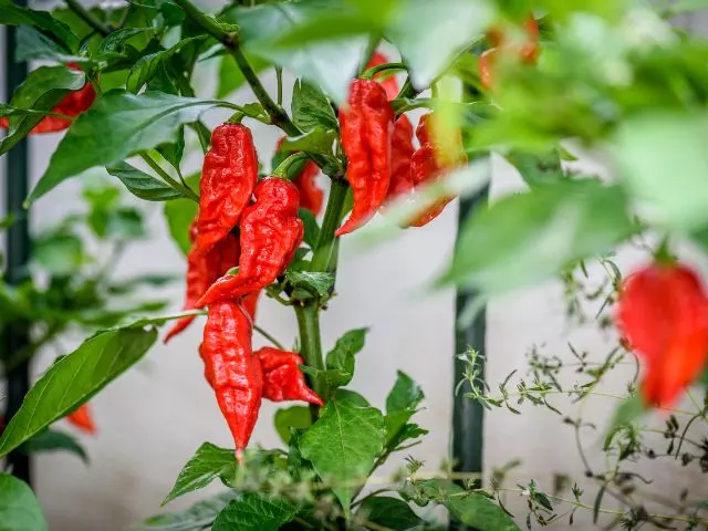 when to pick ghost peppers