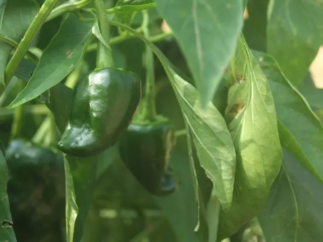when to pick poblano peppers guide